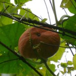 zucca sull'albero